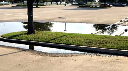 Tree reflected in parking lot puddle.